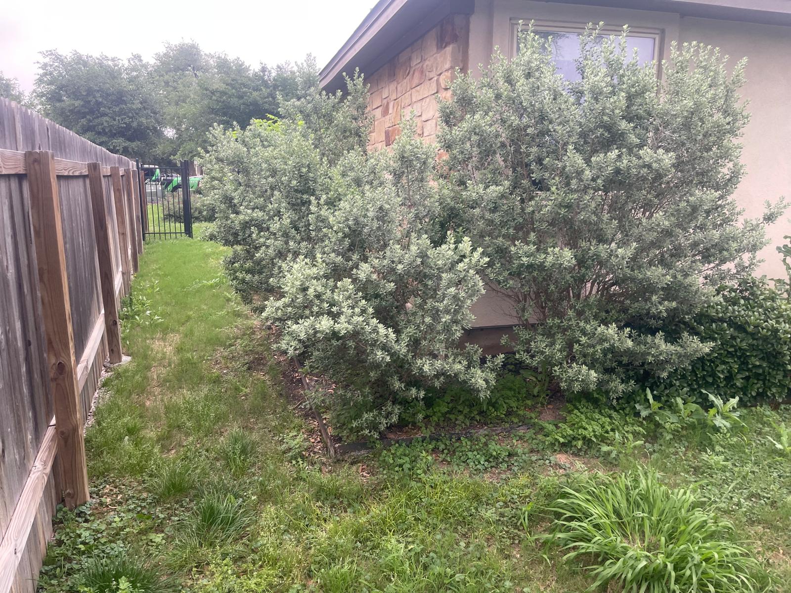 Tree Care & Trimming Service