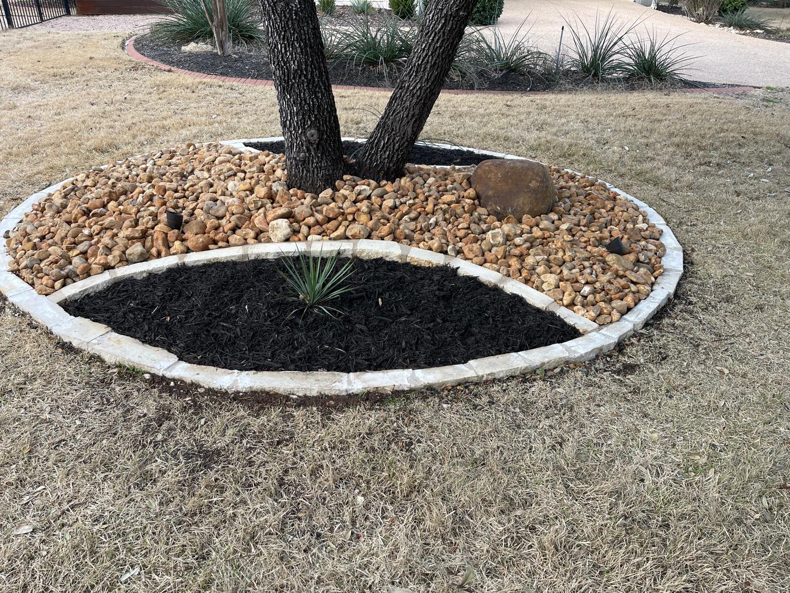 Tree Ring — Close Up